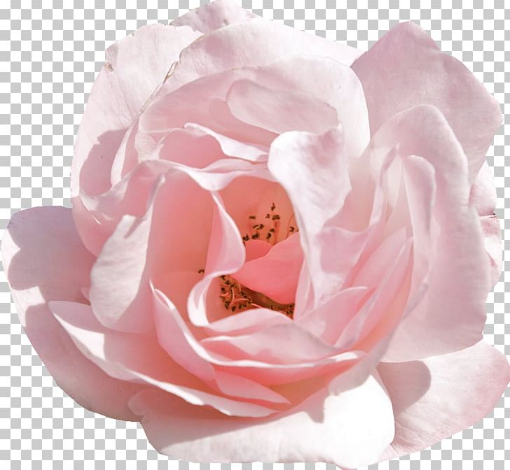 Rose Pink Flowers Desktop Tulip PNG, Clipart, Cut Flowers, Desktop Wallpaper, Floribunda, Flower, Flower Bouquet Free PNG Download
