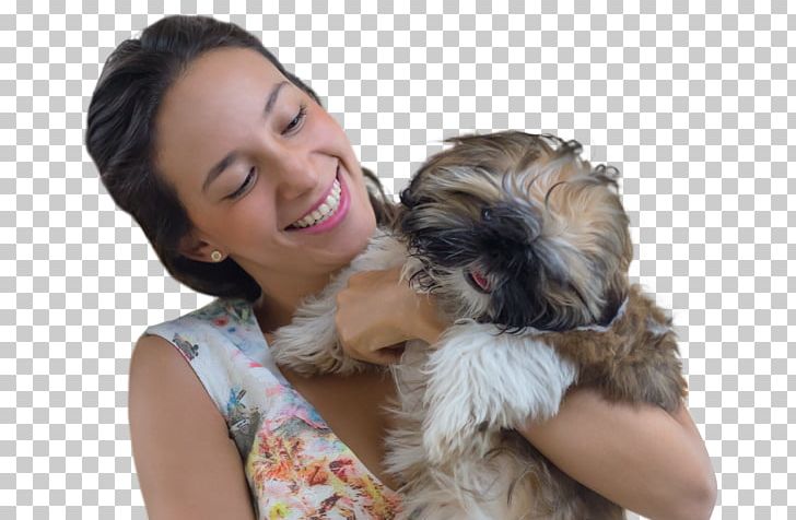Schnoodle Shih Tzu Morkie Havanese Dog Puppy PNG, Clipart, Breed, Breed Group Dog, Carnivoran, Companion Dog, Dog Free PNG Download