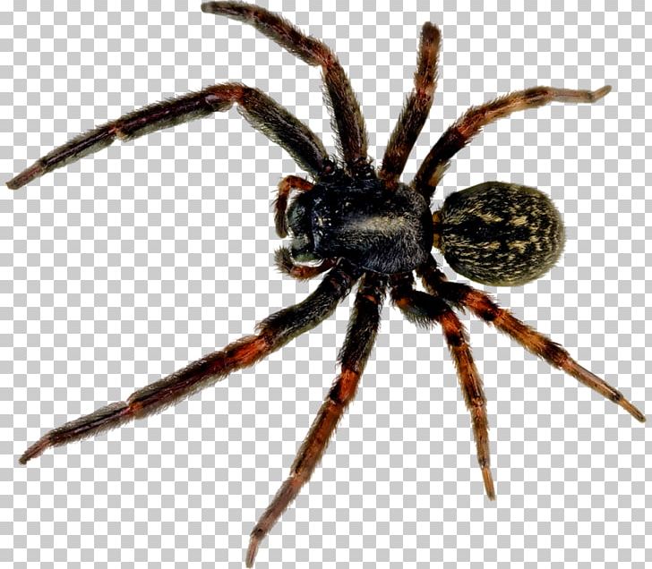Spider PNG, Clipart, Spider Free PNG Download