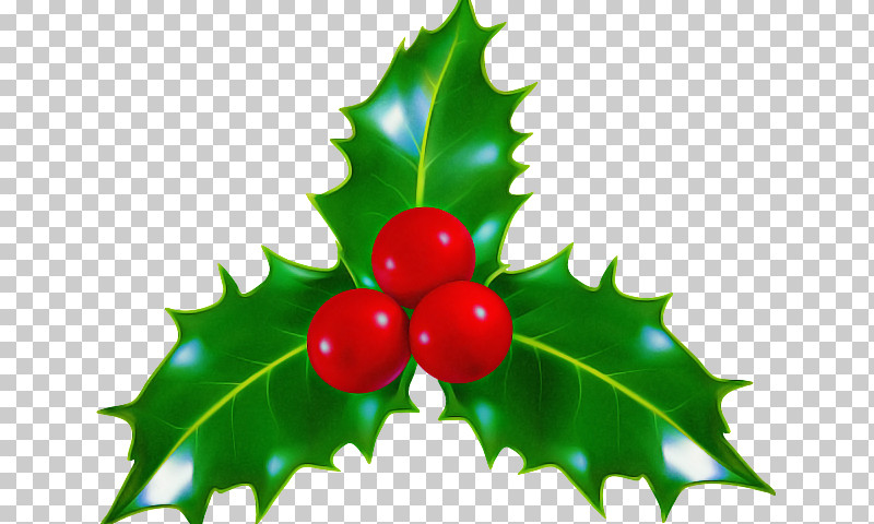 Holly PNG, Clipart, American Holly, Berry, Cherry, Chinese Hawthorn, Currant Free PNG Download