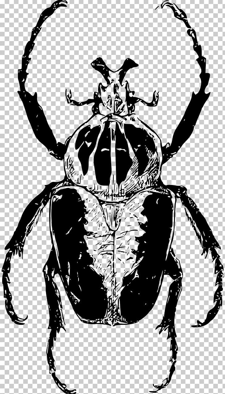 Atlas Beetle Goliathus Drawing PNG, Clipart, Animal, Animals, Arthropod, Atlas, Atlas Beetle Free PNG Download