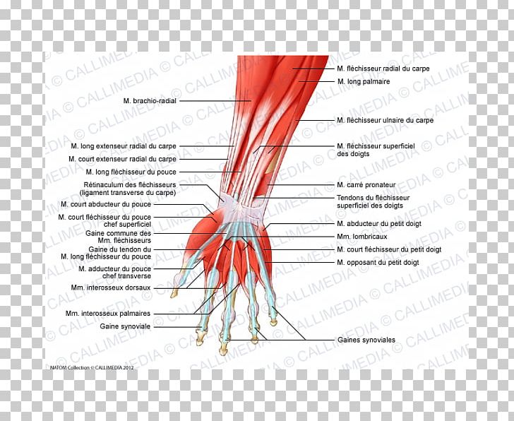 Finger Anterior Compartment Of The Forearm Muscle Muscular System PNG, Clipart, Anatomy, Anterior, Arm, Blood Vessel, Carpi Free PNG Download