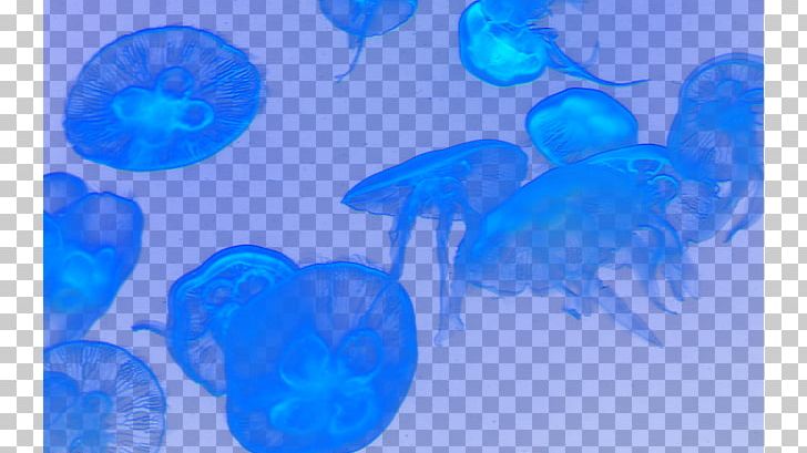 Jellyfish Turquoise Marine Biology Circle PNG, Clipart, Aqua, Azure, Background, Biology, Blue Free PNG Download