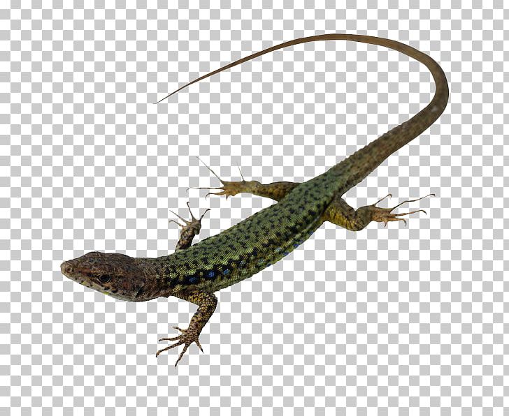 Lizard Reptile PNG, Clipart, Agamidae, Animal, Anime Character, Anime Eyes, Anime Girl Free PNG Download