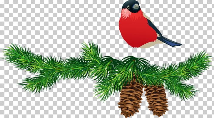 Photography Branch Others PNG, Clipart, Beak, Bird, Branch, Christmas, Christmas Ornament Free PNG Download