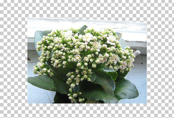 Viburnum Lentago Hydrangea PNG, Clipart, Cornales, Flower, Hydrangea, Kalanchoe Blossfeldiana, Nannyberry Free PNG Download