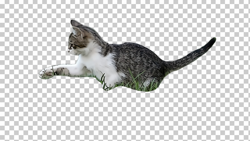 Cat Small To Medium-sized Cats European Shorthair American Wirehair Kitten PNG, Clipart, American Wirehair, Cat, European Shorthair, Kitten, Small To Mediumsized Cats Free PNG Download