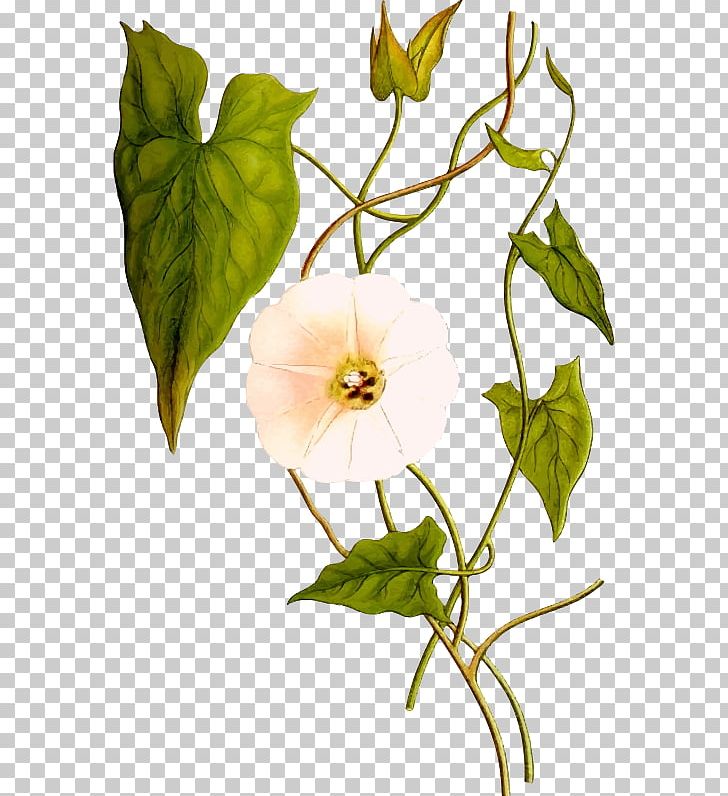 Calystegia Sepium Field Bindweed Convolvulus Cneorum Morning Glory PNG, Clipart, Bindweed, Branch, Calystegia, Calystegia Sepium, Carl Axel Magnus Lindman Free PNG Download