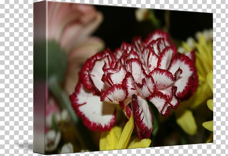 Carnation Red Kind White Flower PNG, Clipart, Art, Canvas, Carnation, Flora, Flower Free PNG Download