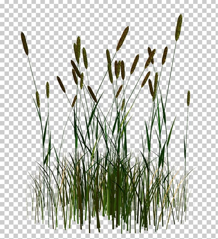 Straw Phragmites Commodity PNG, Clipart, Commodity, Download, Grass, Grass Family, Others Free PNG Download