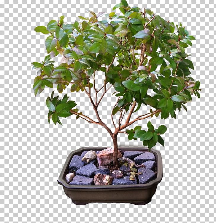 Weeping Fig Ficus Retusa Ficus Microcarpa Buxus Microphylla Bonsai PNG, Clipart, Bonsai, Box, Buxus Microphylla, Carmona Retusa, Evergreen Free PNG Download