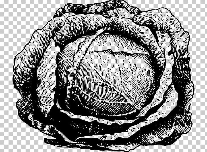Cabbage Drawing Vegetable PNG, Clipart, Art, Black And White, Brain, Brassica Oleracea, Cabbage Free PNG Download