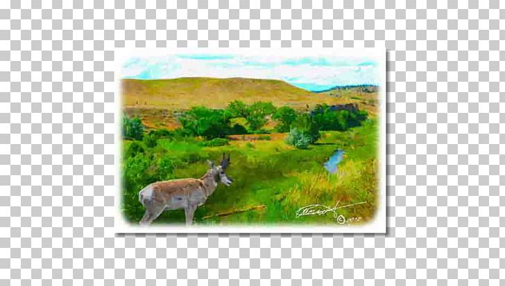 Deer Fauna Ecosystem Flora Ecoregion PNG, Clipart, Animal, Animals, Deer, Ecoregion, Ecosystem Free PNG Download