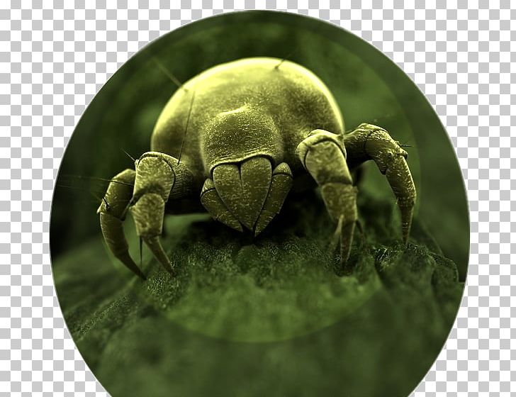 House Dust Mites Aceria Anthocoptes Indoor Air Quality PNG, Clipart, Acari, Aceria Anthocoptes, Air Pollution, Allergy, Dust Free PNG Download