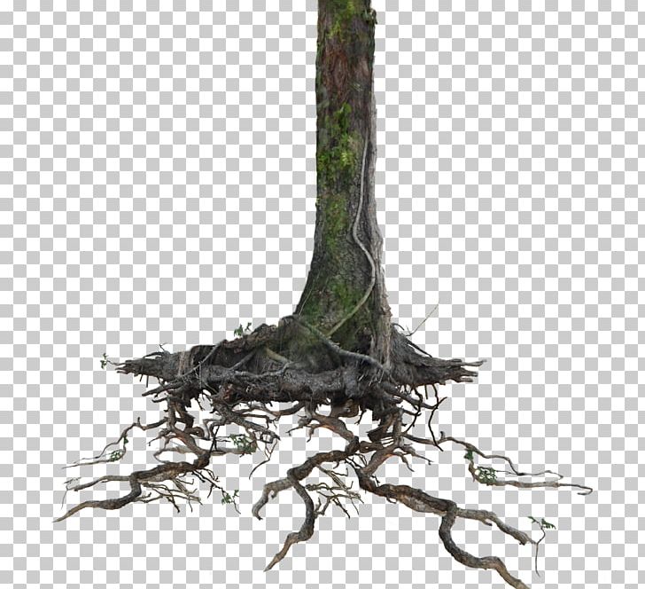 Tree Root Trunk PNG, Clipart, Andhika Zanuar, Branch, Clip Art, Deviantart, Digital Image Free PNG Download