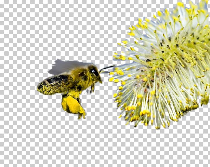 Honey Bee Bumblebee Comb Honey PNG, Clipart, Bee, Beekeeping, Bee Pollen, Bumblebee, Comb Honey Free PNG Download