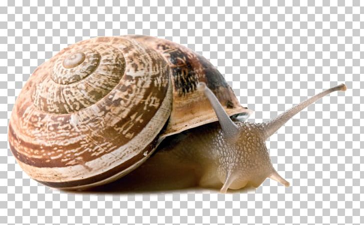 Land Snail Stylommatophora Gastropods Vertebrate PNG, Clipart, Animal, Animals, Burgundy Snail, Escargot, Gastropods Free PNG Download