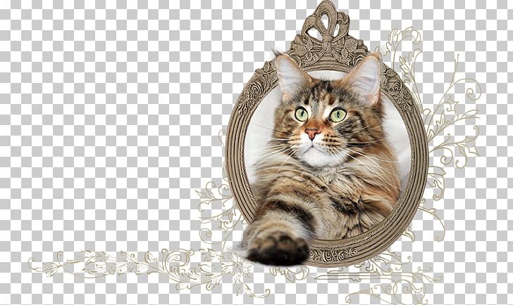 European Shorthair Dragon Li Maine Coon California Spangled Whiskers PNG, Clipart, Carnivoran, Cat, Cat Like Mammal, Domestic Shorthaired Cat, Domestic Short Haired Cat Free PNG Download