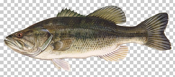 Largemouth Bass Smallmouth Bass Bass Fishing Freshwater Fish Black Crappie PNG, Clipart, Animal Figure, Bass, Bass Fishing, Black Crappie, Bluegill Free PNG Download
