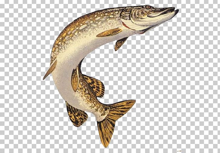 Northern Pike Muskellunge Chain Pickerel American Pickerel Fishing PNG, Clipart, American Pickerel, Amur Pike, Angling, App, Bait Free PNG Download