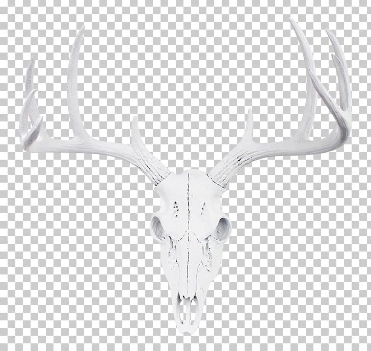 Reindeer White-tailed Deer Antler Roe Deer PNG, Clipart, Antler, Bone, Bust, Cartoon, Color Free PNG Download