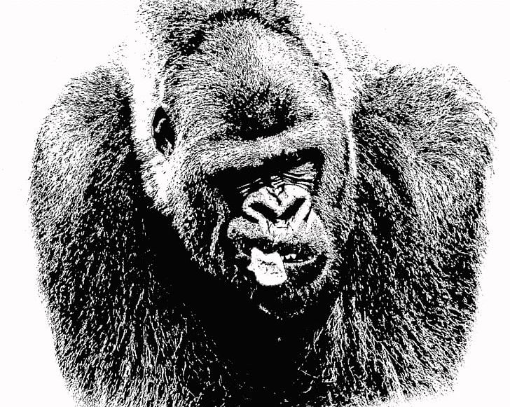 Common Chimpanzee Primate Western Lowland Gorilla Drawing PNG, Clipart, Animal, Animals, Ape, Bear, Black And White Free PNG Download