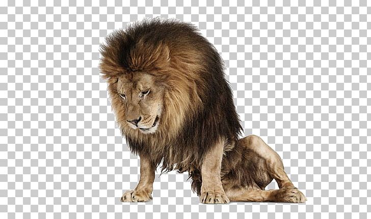 Creature Lion Photography Photographer Animal PNG, Clipart, Andrew Zuckerman, Animal, Art, Artist, Big Cats Free PNG Download