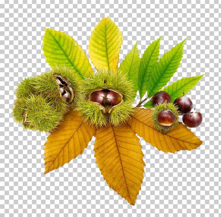European Horse-chestnut Ohio Buckeye Sweet Chestnut Stock Photography Leaf PNG, Clipart, Autumn, Black Hair, Buckeyes, Chest, Chestnut Free PNG Download