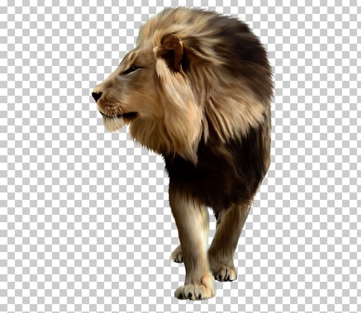 Lion Tiger PNG, Clipart, Animals, Big Cats, Carnivoran, Cat Like Mammal, Computer Icons Free PNG Download