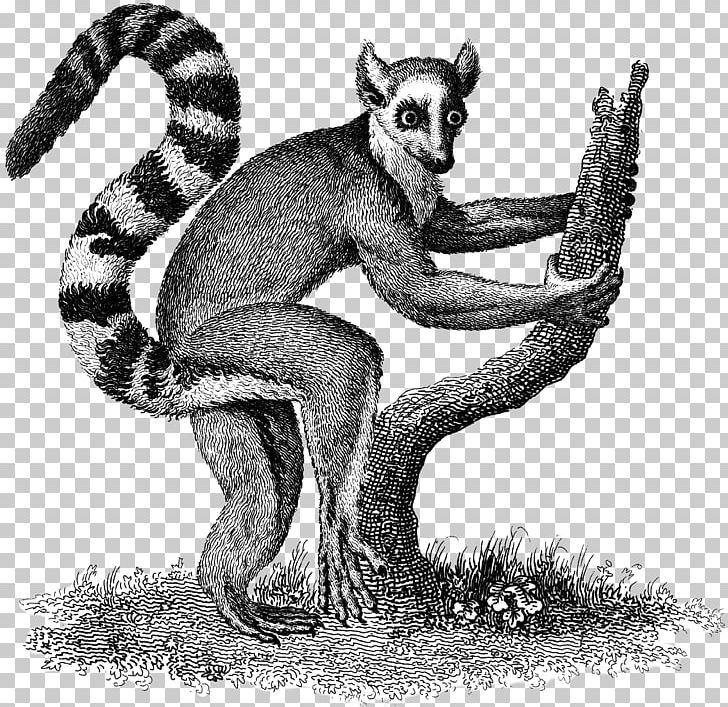 Old World Monkeys Lemurs Primate Polar Bear Ring-tailed Lemur PNG, Clipart, Animal, Animals, Black And White, Carnivoran, Carnivores Free PNG Download