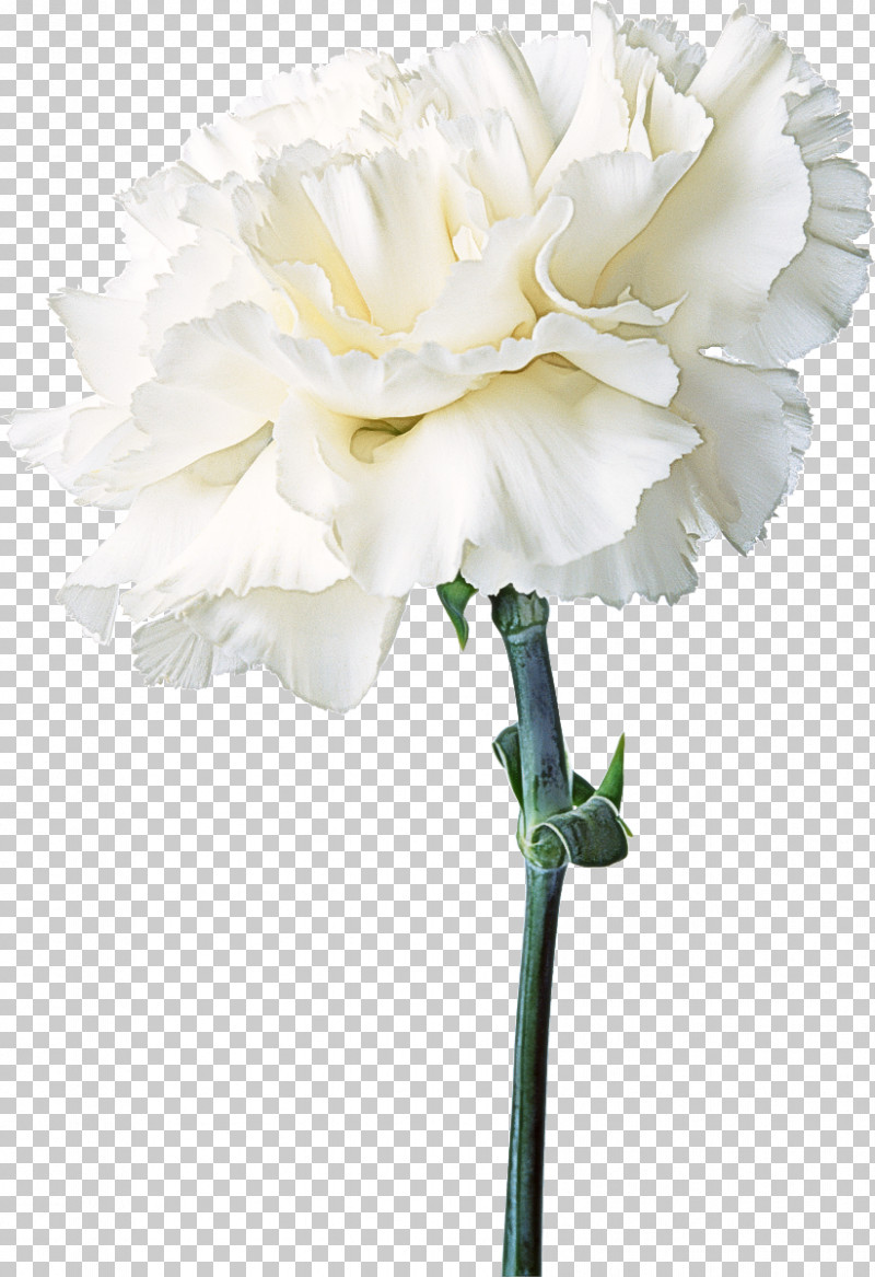 Artificial Flower PNG, Clipart, Artificial Flower, Carnation, Common Peony, Cut Flowers, Flower Free PNG Download