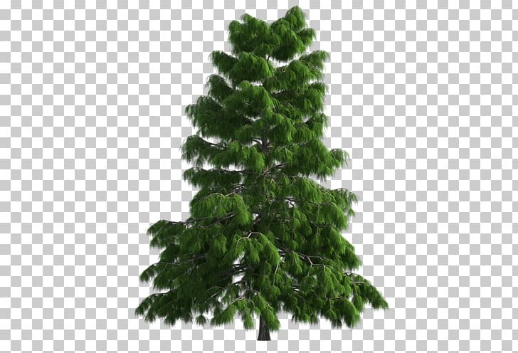 Artificial Christmas Tree Nordmann Fir Green PNG, Clipart, Abies Bracteata, Agac, Agac Resimleri, Artificial Christmas Tree, Biome Free PNG Download