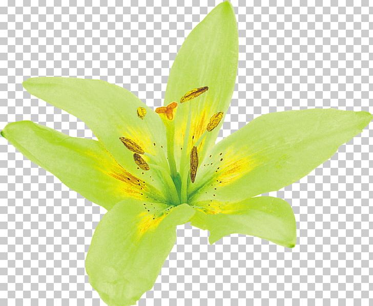 Lilium Flower Yellow Green Petal PNG, Clipart, Chartreuse, Color, Flower, Flowering Plant, French Hydrangea Free PNG Download