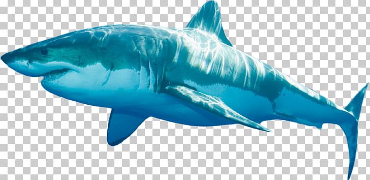 Tiger Shark Great White Shark Shark Fin Soup Shark Finning PNG, Clipart, Aqua, Blue Shark, Carcharhiniformes, Carcharodon, Cartilaginous Fish Free PNG Download