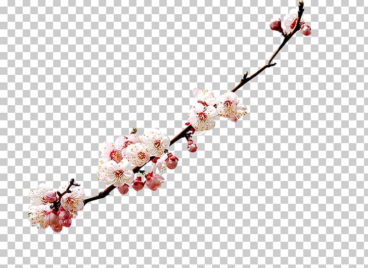 Cherry Blossom Watercolor Painting PNG, Clipart, Antiquity, Blossom, Blossoms, Branch, Cherries Free PNG Download
