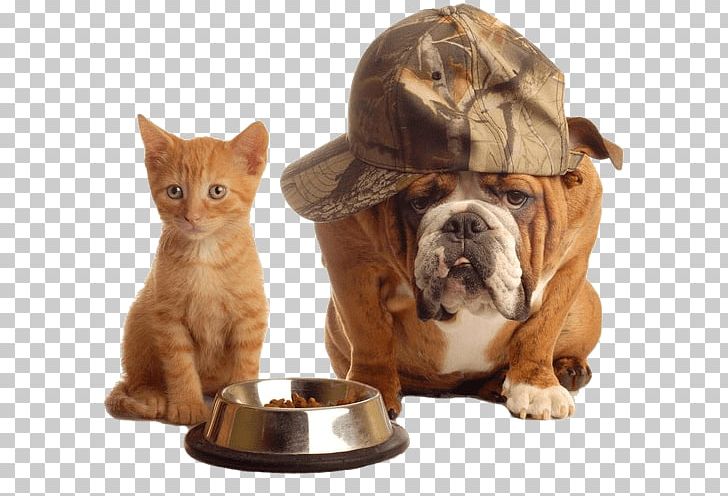 Dog Cat Food Pet Sitting PNG, Clipart, Animals, Bowl, Carnivoran, Cat, Cat Like Mammal Free PNG Download