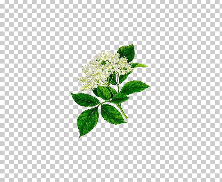 Elder Herbalism Medicinal Plants Flower PNG, Clipart, Abcdelanaturecom, Ami, Branch, Carbonation, Champagne Free PNG Download