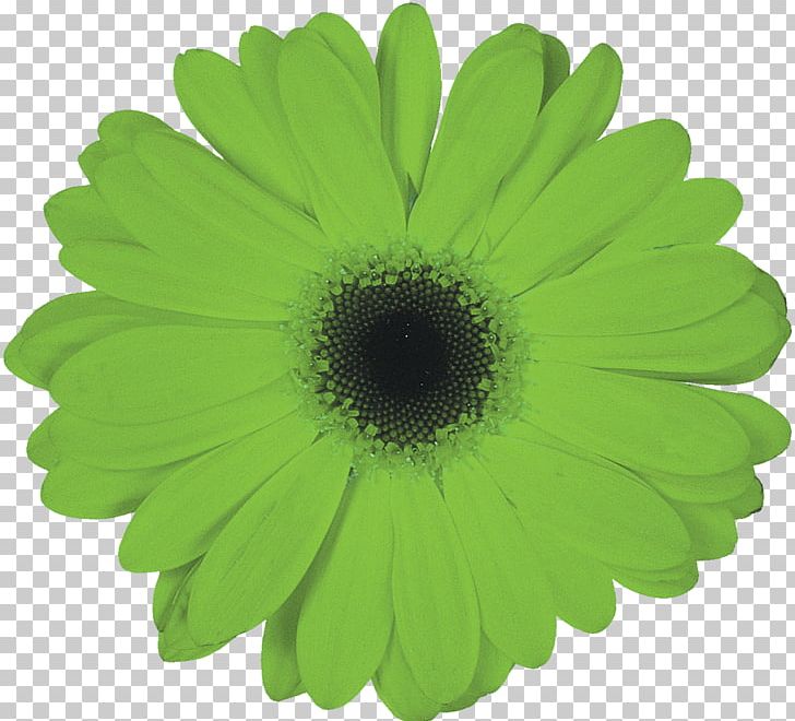 Flower Photography Petal Daisy Family Transvaal Daisy PNG, Clipart, Advertising, Black And White, Chrysanthemum, Chrysanths, Daisy Free PNG Download