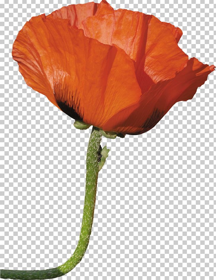 Poppy Flower Photography Desktop PNG, Clipart, Amapola, Coquelicot, Cut Flowers, Desktop Metaphor, Desktop Wallpaper Free PNG Download
