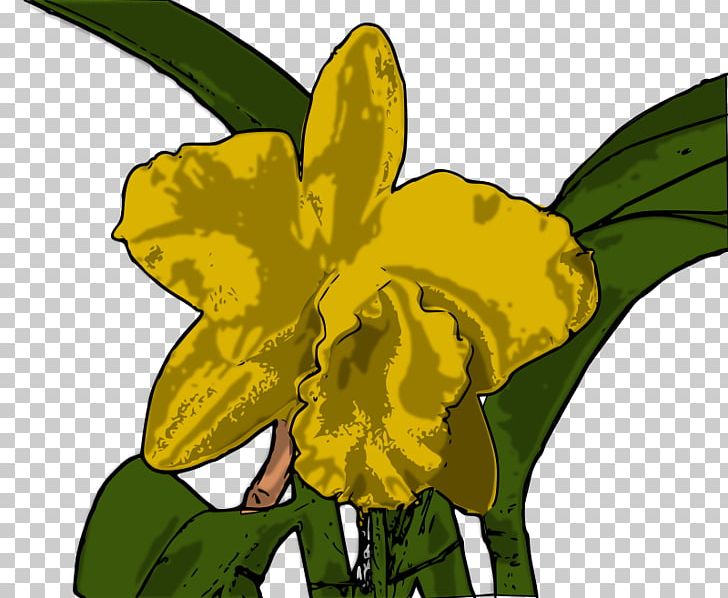 Yellow Cattleya Orchids PNG, Clipart, Amaryllis Family, Art, Artwork, Cattleya, Cattleya Orchids Free PNG Download