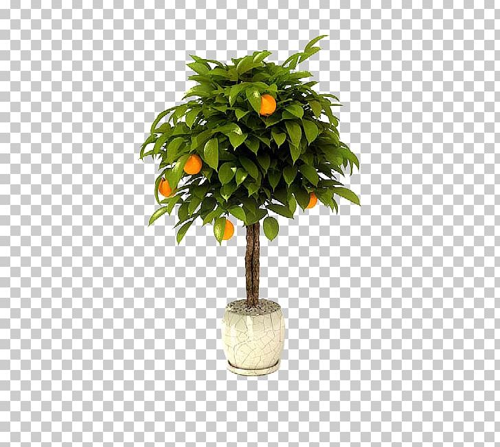 Bonsai Tree Citrus × Sinensis Lemon Garden PNG, Clipart, Bonsai, Citrus, Citrus Sinensis, Flowerpot, Fruit Free PNG Download