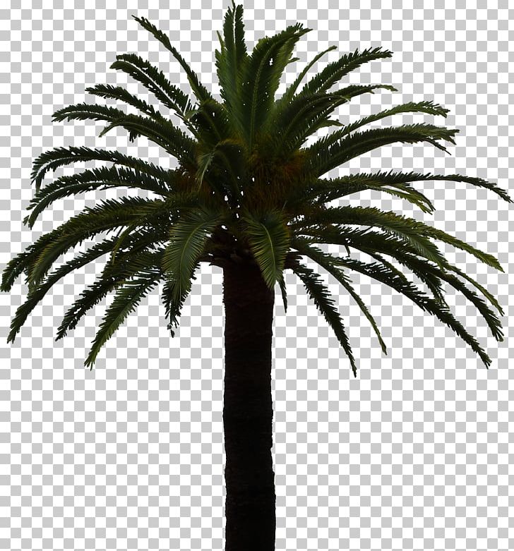 Clipping Path Arecaceae Tree PNG, Clipart, 2d Computer Graphics, Arecaceae, Arecales, Attalea Speciosa, Clipping Path Free PNG Download