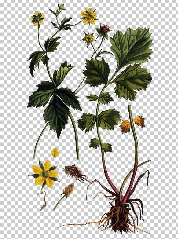 Herb Bennett Geum Rivale Plante Magique Botany PNG, Clipart, Arakhis, Avens, Bota, Chrysanths, Daisy Free PNG Download