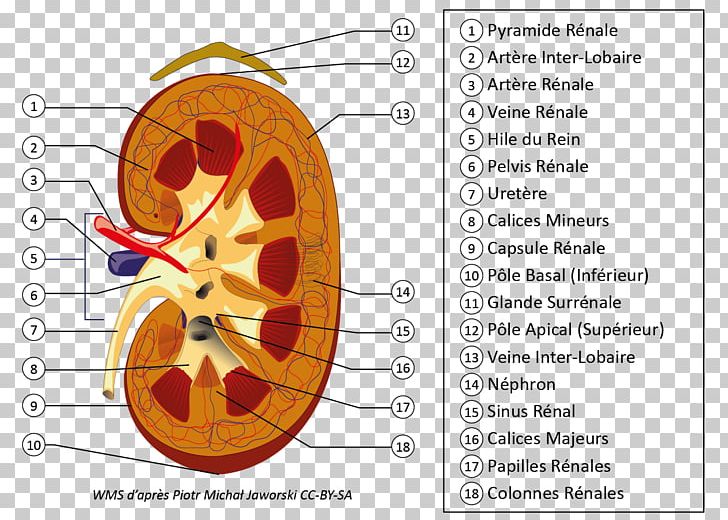 Kidney Excretory System Ureter Nephron Renal Hilum PNG, Clipart, Anatomy, Angle, Circle, Diagram, Ear Free PNG Download