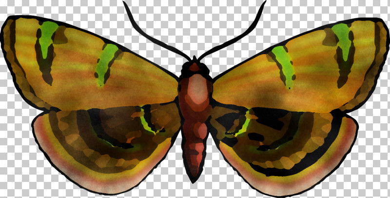 Glasses PNG, Clipart, Butterfly, Emperor Moths, Eyewear, Glasses, Insect Free PNG Download