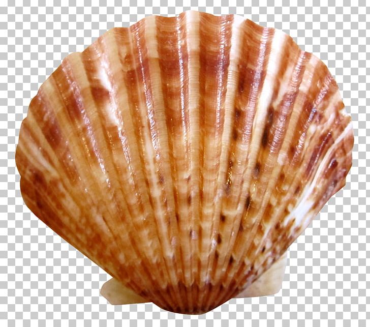 Clam Scallop Nantucket Seashell Cockle PNG, Clipart, Bay Scallop, Beach, Clam, Clams Oysters Mussels And Scallops, Cockle Free PNG Download