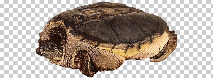 russian tortoise clipart