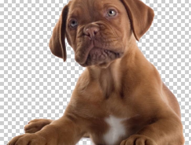 Dogue De Bordeaux Bulldog Great Dane Boxer Puppy PNG, Clipart, American Eskimo Dog, Animals, Bulldog, Carnivoran, Companion Dog Free PNG Download