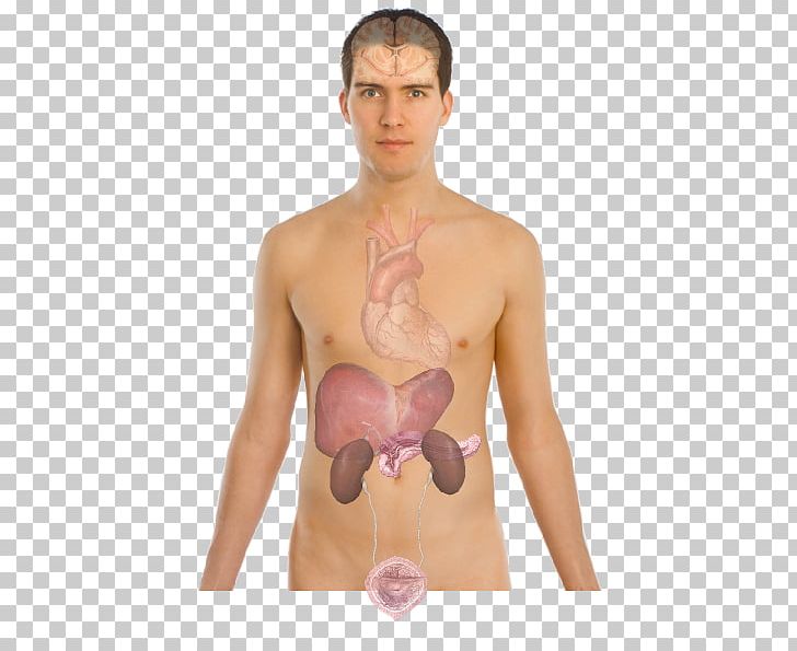Insomnia Human Body Sleep Disorder Disease PNG, Clipart, Abdomen, Active Undergarment, Adverse Effect, Arm, Barechestedness Free PNG Download