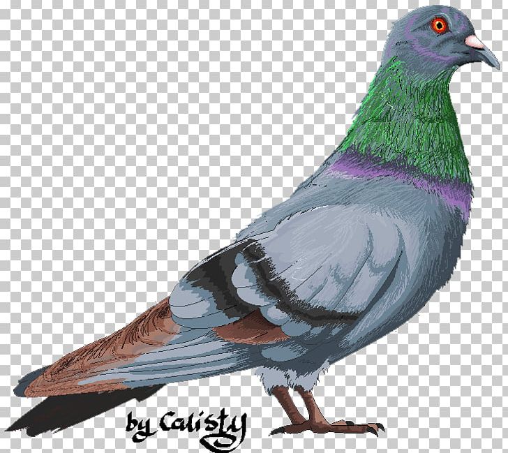 Stock Dove Columbidae Domestic Pigeon Bird Fancy Pigeon PNG, Clipart, Animals, Basior, Beak, Bird, Columbidae Free PNG Download